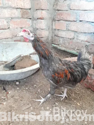 ক্রস বিট দুটি মোরগ